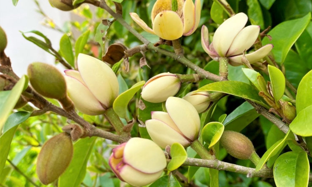 Cây hoa lan tiêu mang trong mình màu sắc bắt mắt và mùi hương thơm nồng nàn Cây hoa lan tiêu mang trong mình màu sắc bắt mắt và mùi hương thơm nồng nàn