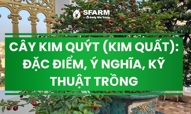 cay kim quyt kim quat dac diem va ky thuat trong Thumb
