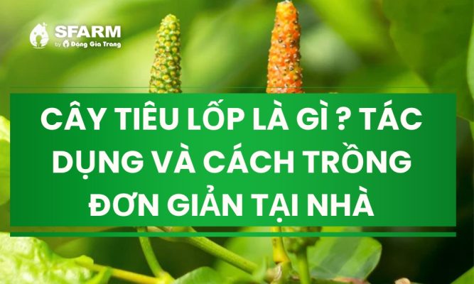 cay tieu lop la gi tac dung va cach trong don gian tai nha thumb