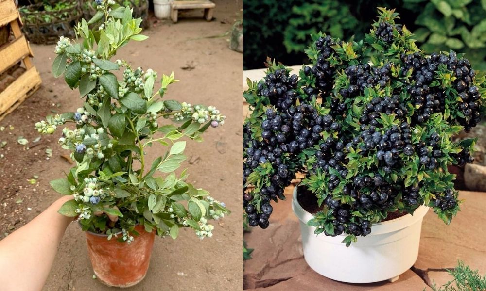 Khi chọn giống việt quất, nên ưu tiên các giống tứ quý hoặc thích hợp với khí hậu địa phương Khi chọn giống việt quất, nên ưu tiên các giống tứ quý hoặc thích hợp với khí hậu địa phương