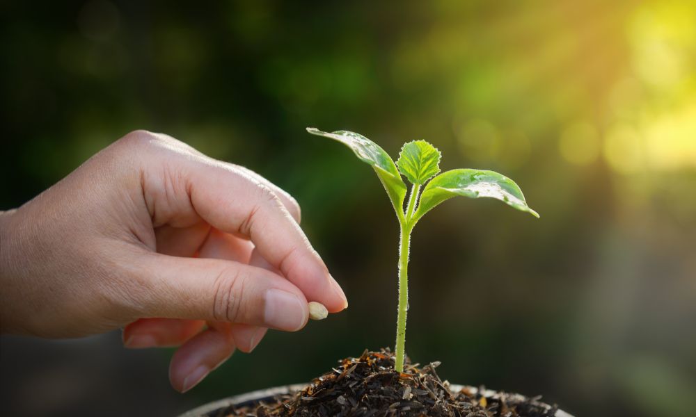 Gieo hạt việt quất đã nảy mầm vào khay ươm hoặc bầu đất Gieo hạt việt quất đã nảy mầm vào khay ươm hoặc bầu đất