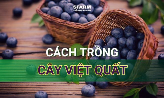 cây việt quất