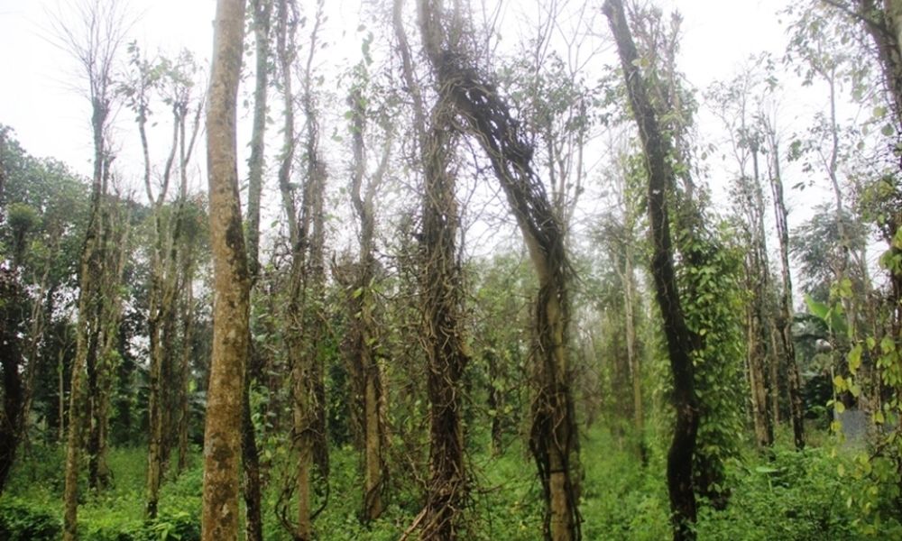 Cây tiêu chết chậm do thiếu nước trong mùa khô kéo dài Cây tiêu chết chậm do thiếu nước trong mùa khô kéo dài