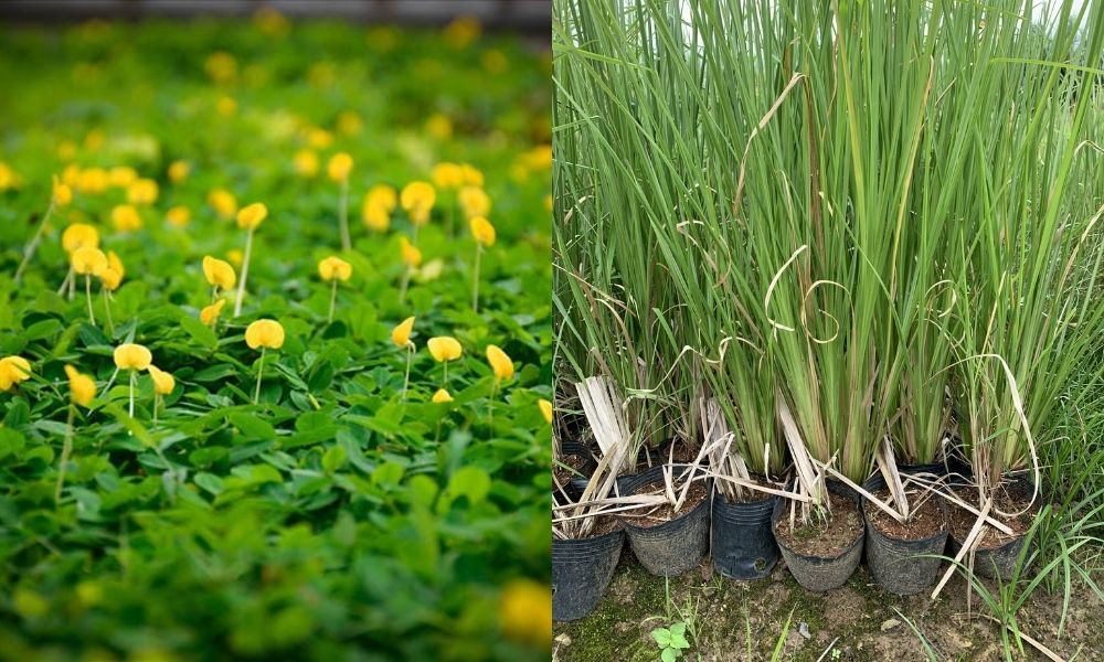 Trồng xen cây che phủ tầng thấp như lạc dại hoặc cỏ vetiver Trồng xen cây che phủ tầng thấp như lạc dại hoặc cỏ vetiver