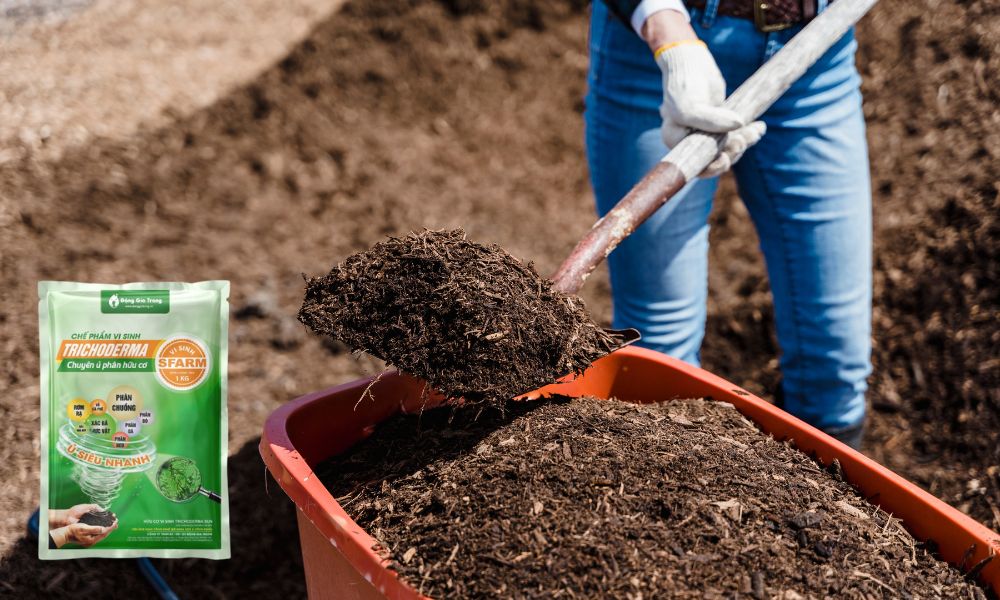 Bón phân chuồng hoai mục và Trichoderma để cải tạo đất giúp rễ khỏe, ức chế nấm hại