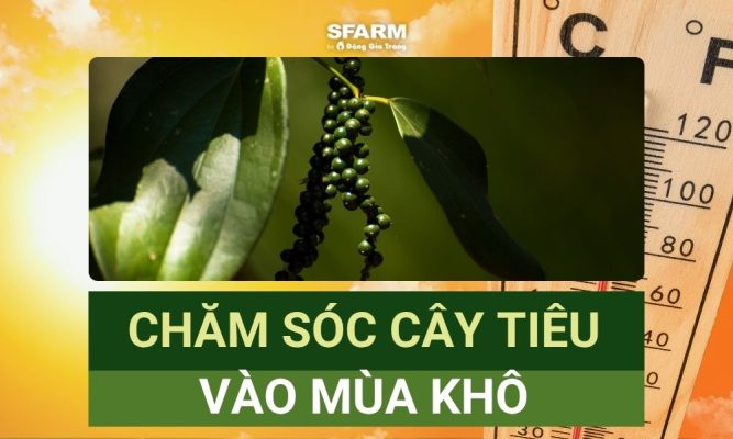 chăm sóc cây tiêu vào mùa khô