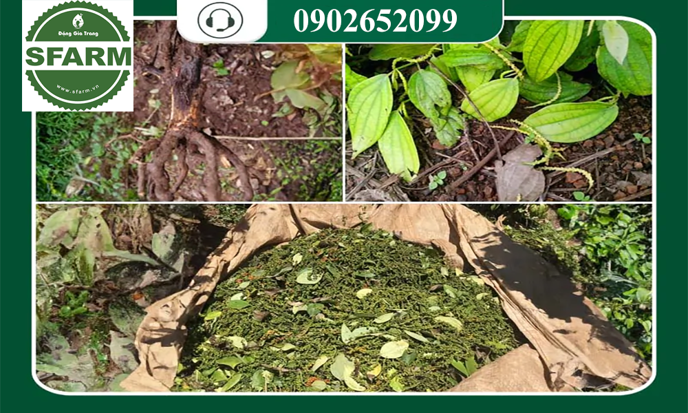 Những thách thức khi chăm sóc hồ tiêu mùa mưa