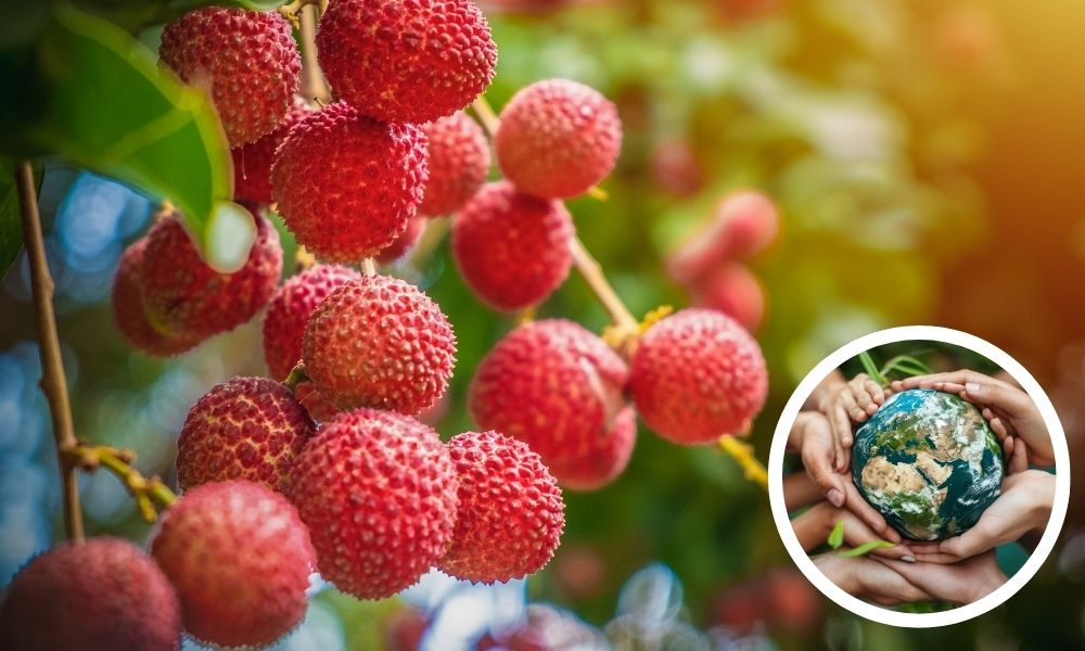Nhờ đặc tính an toàn, chế phẩm sinh học giúp bảo vệ sức khỏe con người Nhờ đặc tính an toàn, chế phẩm sinh học giúp bảo vệ sức khỏe con người