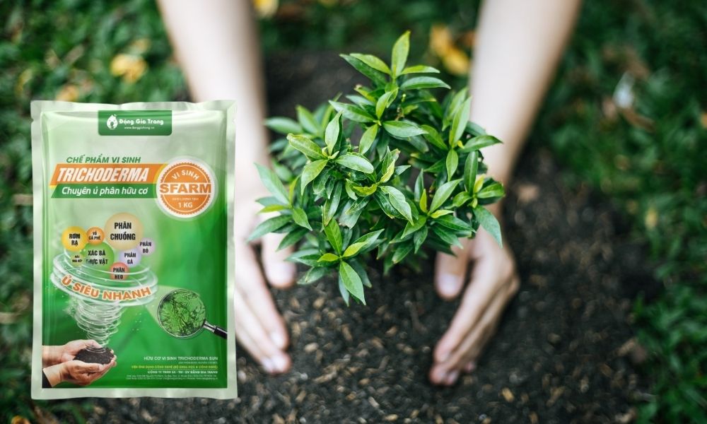 Chế phẩm sinh học Trichoderma của SFARM Chế phẩm sinh học Trichoderma của SFARM