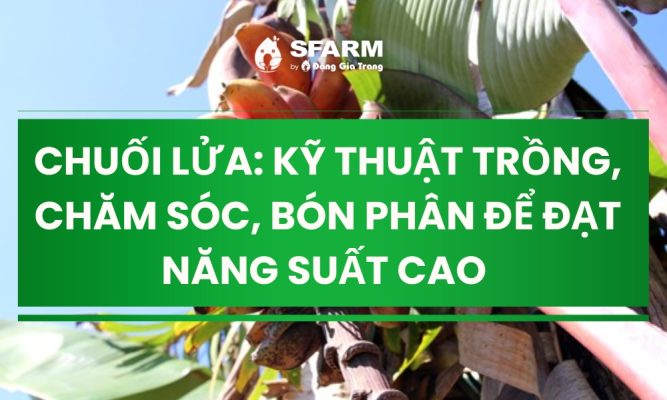 chuoi lua ky thuat trong bon phan va cham soc de dat nang suat cao thumb