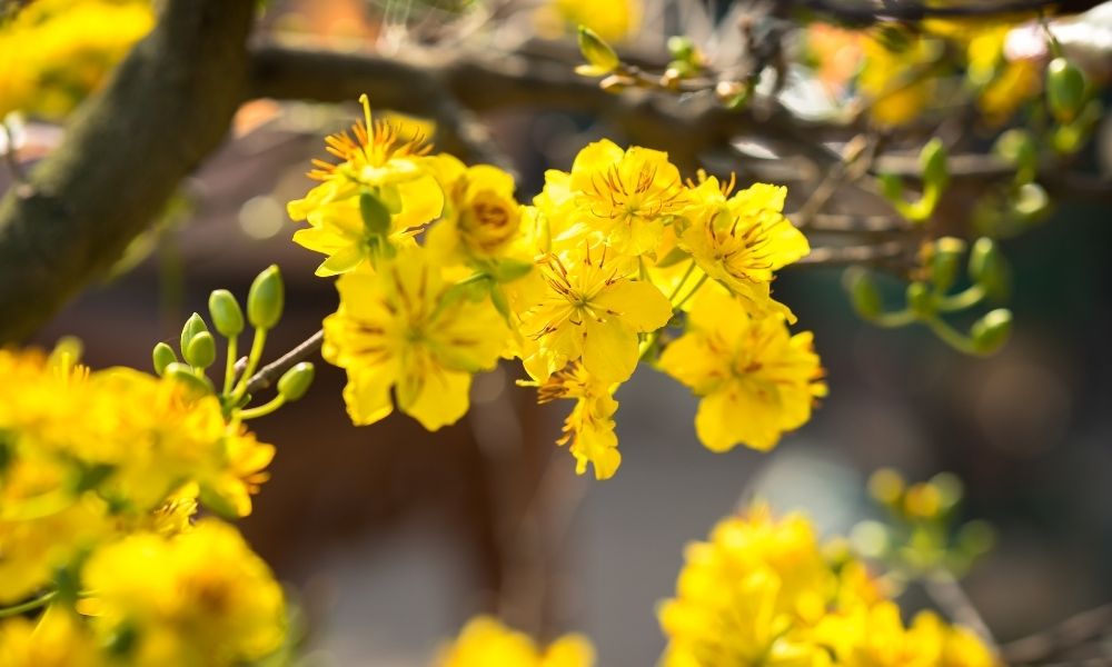 Bổ sung phân bò giúp cây nhanh chóng bật chồi mới, phát triển tán đều Bổ sung phân bò giúp cây nhanh chóng bật chồi mới, phát triển tán đều