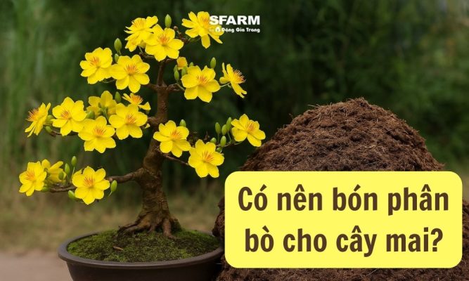 có nên bón phân bò cho cây mai