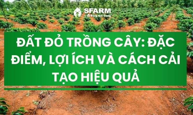dat do trong cay – dac diem loi ich va cach cai tao hieu qua thumb