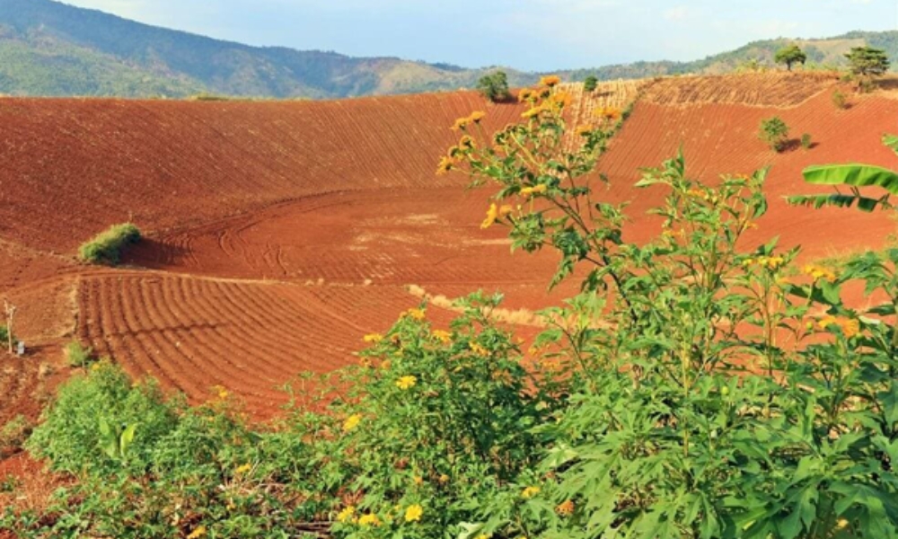 Đất đỏ Bazan mang trong mình những ưu điểm tuyệt vời Đất đỏ Bazan mang trong mình những ưu điểm tuyệt vời