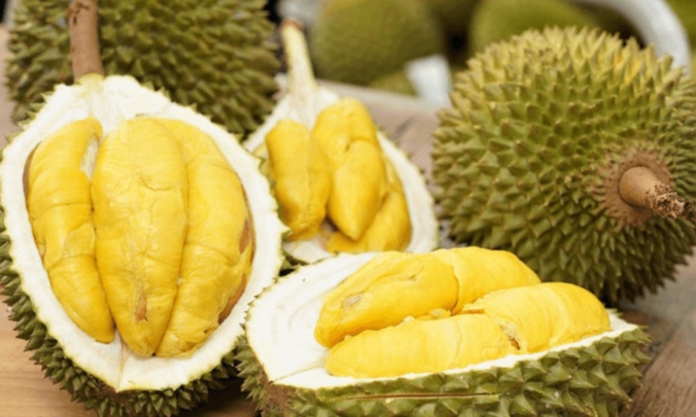 Phân biệt được sầu riêng chín và ngâm thuốc giúp người mua an toàn hơn Phân biệt được sầu riêng chín và ngâm thuốc giúp người mua an toàn hơn
