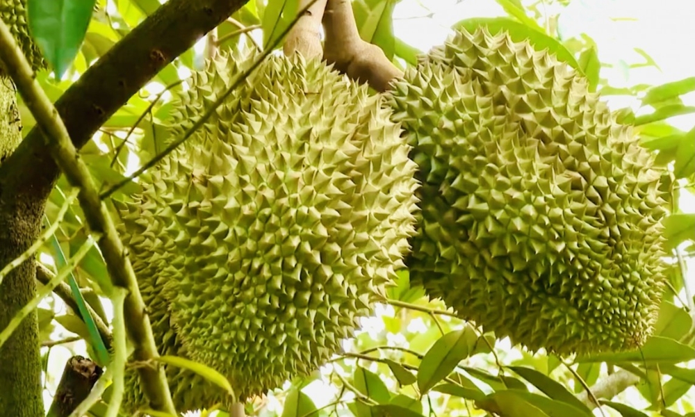 Những lưu ý khi làm quả sầu riêng nhanh chín Những lưu ý khi làm quả sầu riêng nhanh chín