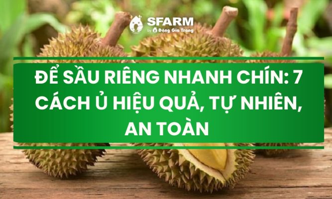 de sau rieng nhanh chin cach u hieu qua thumb