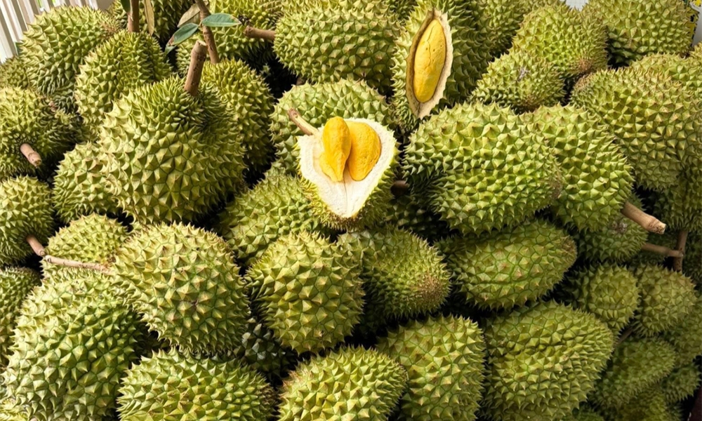 Các cách ủ để sầu riêng được nhanh chín tự nhiên Các cách ủ để sầu riêng được nhanh chín tự nhiên