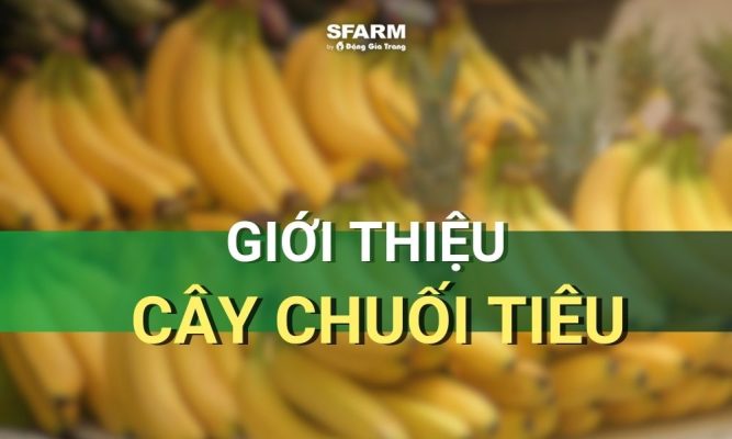 giới thiệu về cây chuối tiêu