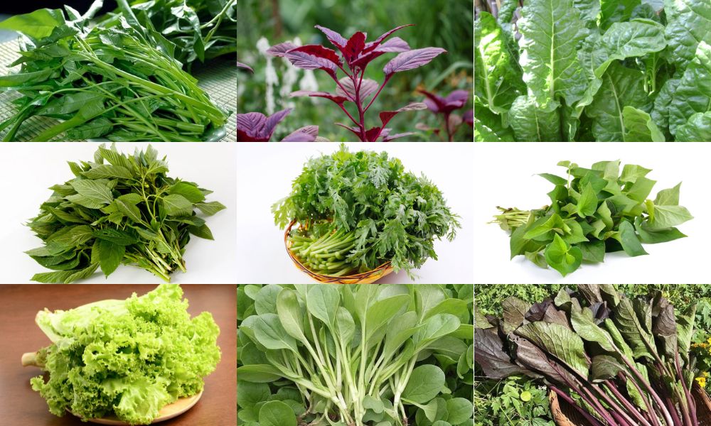 Các loại rau trồng mùa hè thuộc nhóm ăn lá Các loại rau trồng mùa hè thuộc nhóm ăn lá