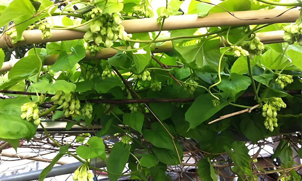 Dàn hoa thiên lý giúp tạo bóng mát cho sân vườn hoặc ban công Dàn hoa thiên lý giúp tạo bóng mát cho sân vườn hoặc ban công