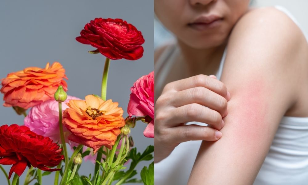 Nhựa cây có thể gây kích ứng da nếu tiếp xúc trực tiếp Nhựa cây có thể gây kích ứng da nếu tiếp xúc trực tiếp