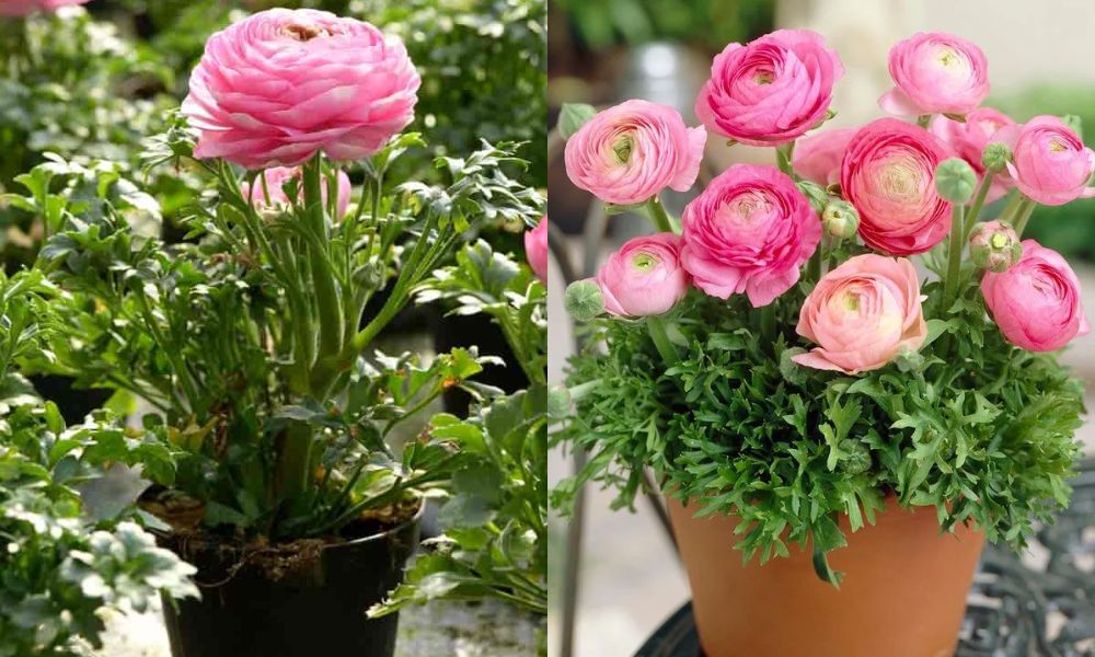 Chọn chậu thoát nước tốt và đặt nơi sáng nhẹ Chọn chậu thoát nước tốt và đặt nơi sáng nhẹ