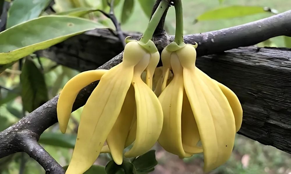 Hoa móng rồng, còn gọi là hoa móng cọp hay hoa vuốt hổ, là loài thực vật dây leo Hoa móng rồng, còn gọi là hoa móng cọp hay hoa vuốt hổ, là loài thực vật dây leo