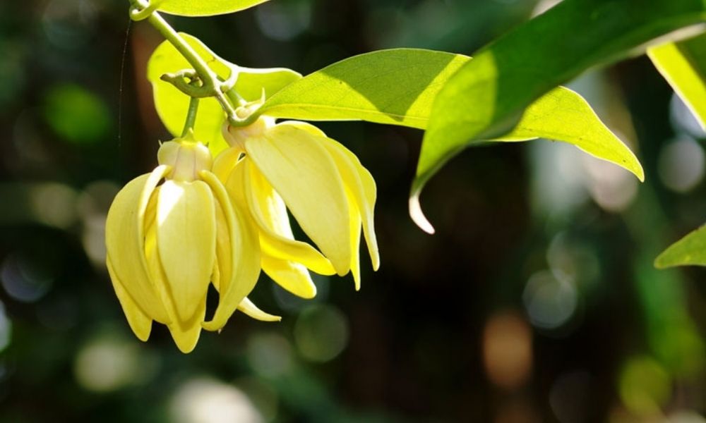 Hoa móng rồng vàng Hoa móng rồng vàng