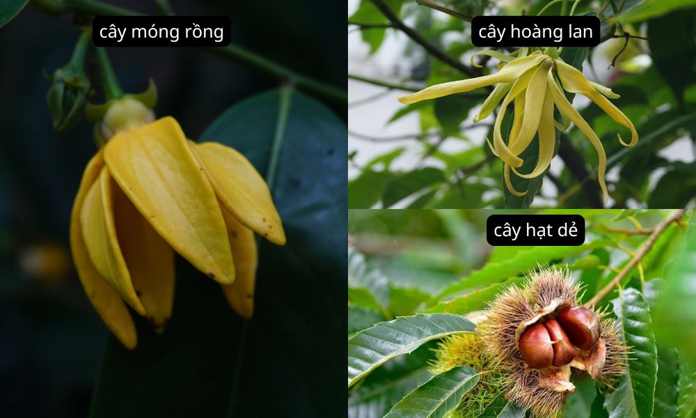 Điểm nhận diện dễ nhất của hoa móng rồng là hình thái bông hoa Điểm nhận diện dễ nhất của hoa móng rồng là hình thái bông hoa