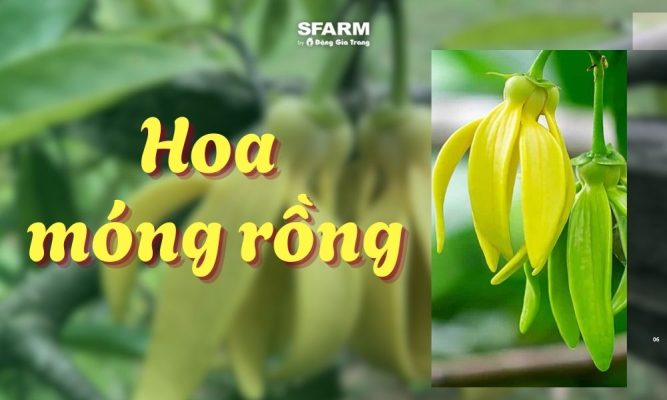 hoa móng rồng