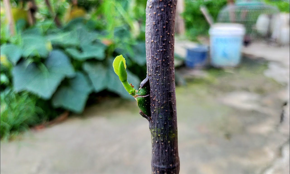 Giới thiệu chung về kỹ thuật ghép mít