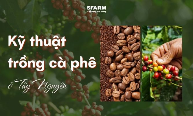 kỹ thuật trồng cà phê ở tây nguyên
