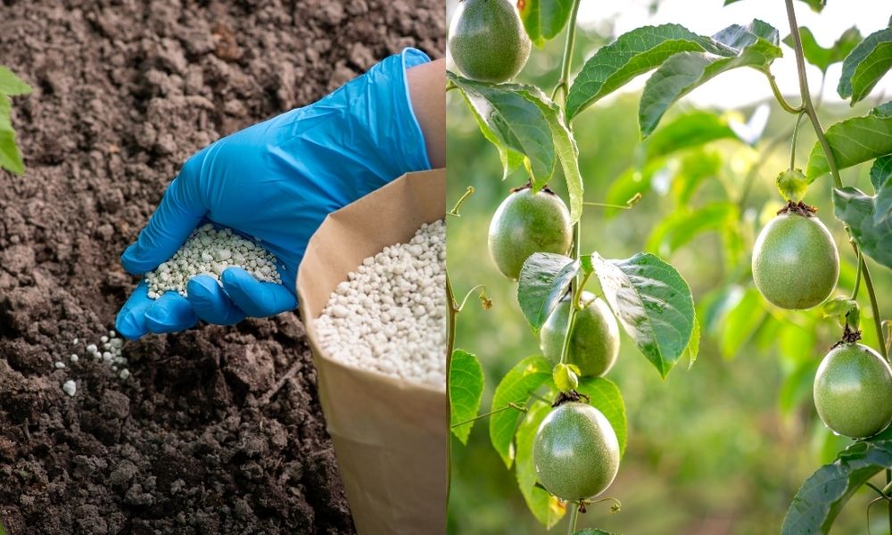 Kỹ thuật bón phân theo từng giai đoạn phát triển Kỹ thuật bón phân theo từng giai đoạn phát triển