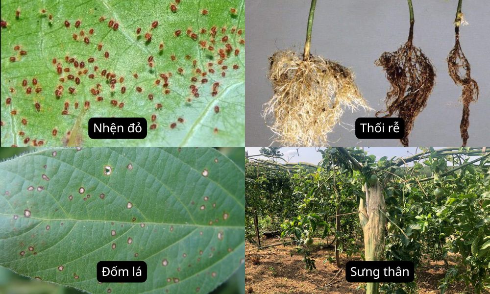 Các loại sâu bệnh thường gặp trên chanh dây Các loại sâu bệnh thường gặp trên chanh dây