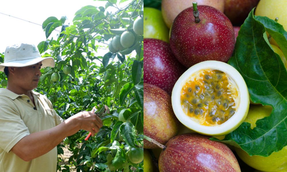 Thu hoạch chanh dây thủ công bằng tay để đảm bảo chất lượng quả Thu hoạch chanh dây thủ công bằng tay để đảm bảo chất lượng quả