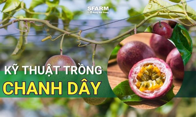 kỹ thuật trồng chanh dây