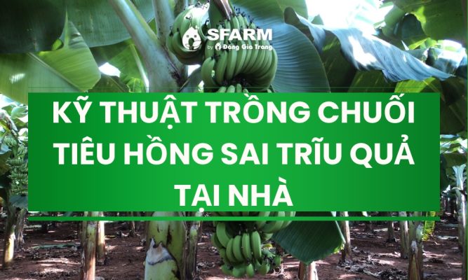 ky thuat trong chuoi tieu hong sai triu qua tai nha thumb