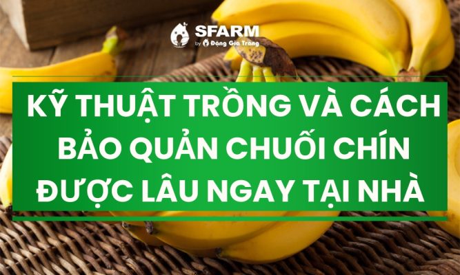 ky thuat trong va cach bao quan chuoi chin duoc lau thumb 1
