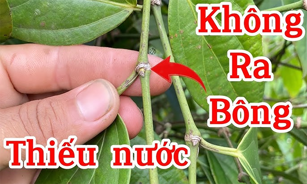 Những lưu ý khi áp dụng kỹ thuật làm bông