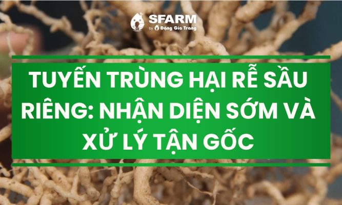 nhan dien som va xu ly tan goc tuyen trung hai re sau rieng thumb