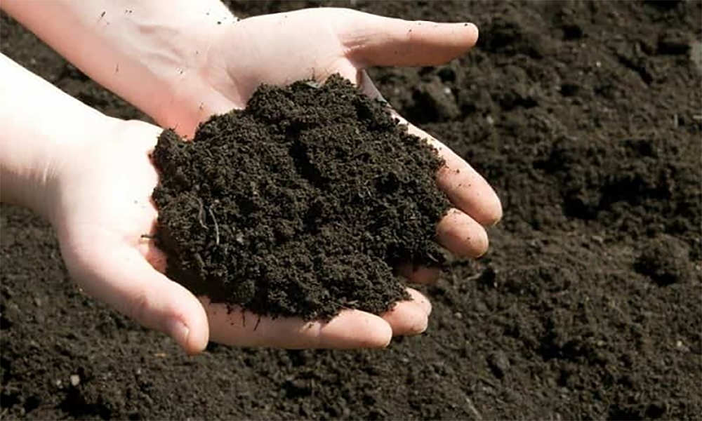 Phân bò là gì? Nguồn gốc và đặc điểm cơ bản