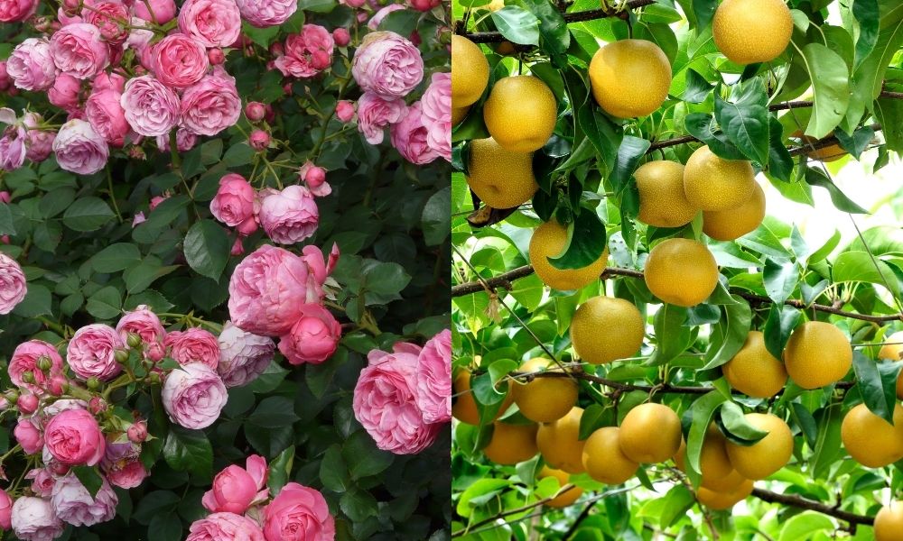 Phân dê và phân bò phù hợp với từng loại cây trồng Phân dê và phân bò phù hợp với từng loại cây trồng