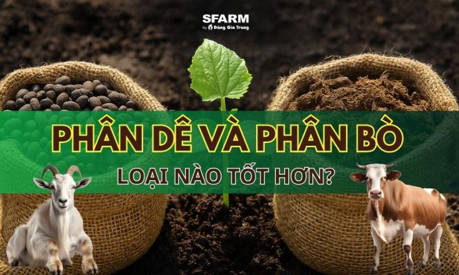 phân dê và phân bò phân nào tốt hơn