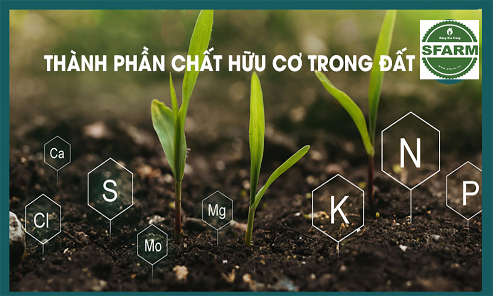 Phân hữu cơ có đặc điểm gì?