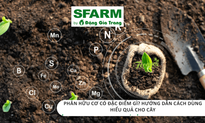Phân hữu cơ có đặc điểm gì? Hướng dẫn cách dùng hiểu quả cho cây