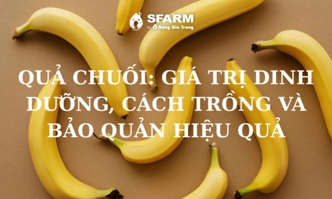 qua chuoi cach trong va bao quan hieu qua nhat thumb