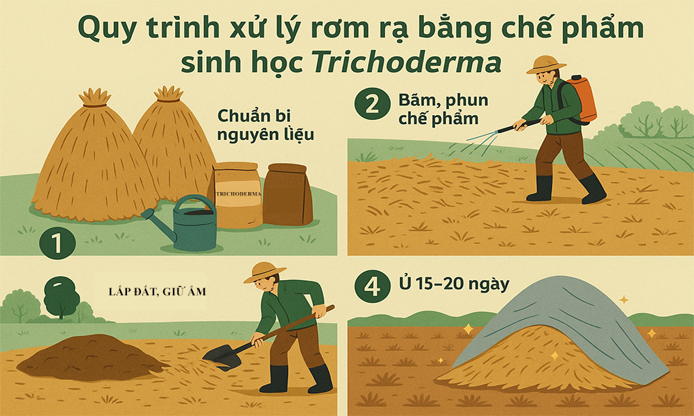 Quy trình xử lý rơm rạ bằng Trichoderm