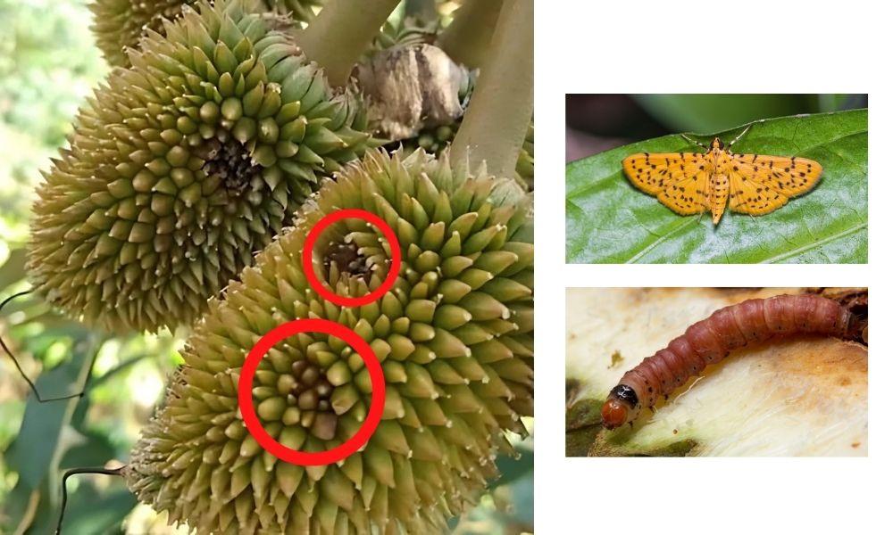 Conogethes punctiferalis, sâu đục trái sầu riêng gây hại trên trái non Conogethes punctiferalis, sâu đục trái sầu riêng gây hại trên trái non