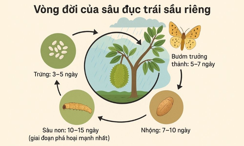 Vòng đời đầy đủ của sâu đục trái sầu riêng kéo dài khoảng 25–35 ngày Vòng đời đầy đủ của sâu đục trái sầu riêng kéo dài khoảng 25–35 ngày